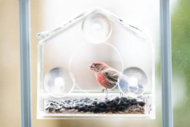 One male red house finch bird sitting perched on plastic glass window feeder during sunny, spring, summer, green foliage, leaves in Virginia