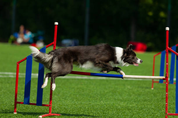 istock Border Collie breed dog for a walk on a summer sunny day 1059777626