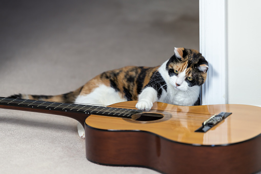 Funny female calico cat sitting, lying on carpet floor, looking at musical instrument guitar, curious in home, house room studio, playing strings with one paw