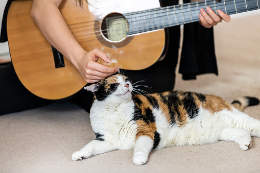 Female, woman owner, person sitting on carpet floor, playing with hand, fingers on strings, calico cat in front, looking musical instrument guitar, curious in home, house room, petting, touching head