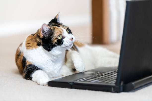 Closeup of calico cat, curious, looking at laptop, notebook, computer, pc screen, funny, on home, house room carpet floor, touching mouse, touchpad, looking up
