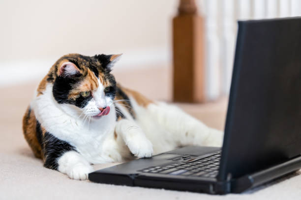 istock Closeup of calico cat, curious, looking at laptop, notebook, computer, pc screen, funny, on home, house room carpet floor, touching mouse, touchpad, licking tongue 1059778374