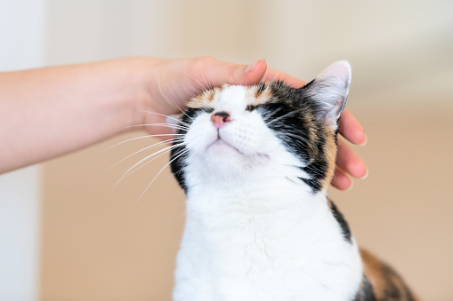 Closeup of calico cat, closed, close eyes, female person, woman one hand, fingers petting, touching head, happy, bliss