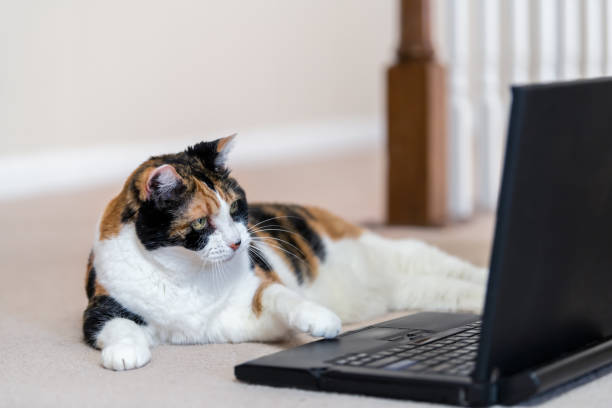istock Closeup of calico cat, curious, looking at laptop, notebook, computer, pc screen, funny, on home, house room carpet floor, touching mouse, touchpad 1059778434