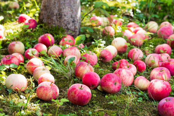 istock ripen apples on the grass under the apple tree 1059784066