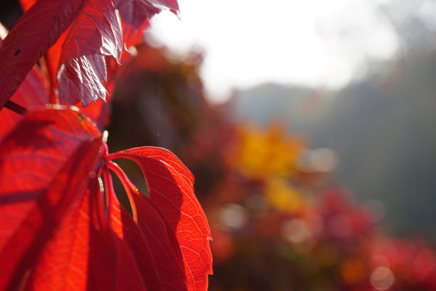 istock Autumn colored yellow red leaves with blur bokeh background. 1059785714