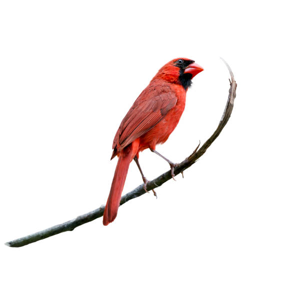 istock Male Northern Cardinal on white background 1059787044