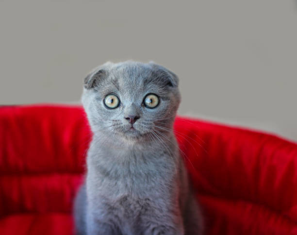 Scottish Fold cat sitting on a red seat. Scottish Fold cat sitting on a red seat. scottish fold cat photos stock pictures, royalty-free photos & images