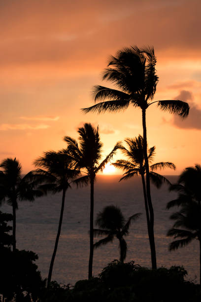 istock Palm Trees in Foreground Silhouette with Orange Sunset over Ocean 1059789448