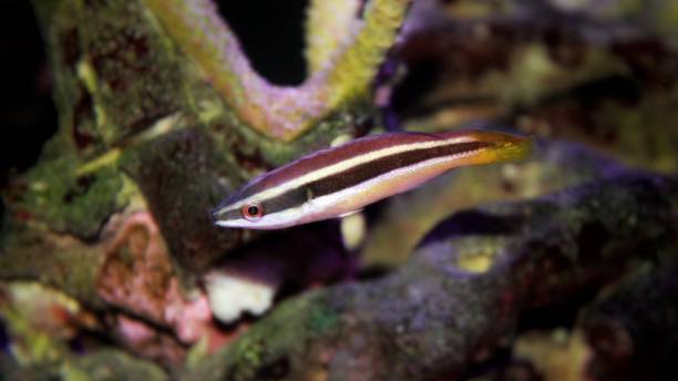 yellowtail cleaner wrasse (larabicus sp.) - macaca - fotografias e filmes do acervo