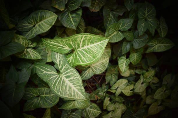 istock Green Leaves in a Garden 1059789610