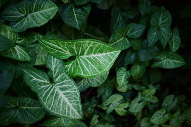 istock Green Leaves in a Garden 1059789616