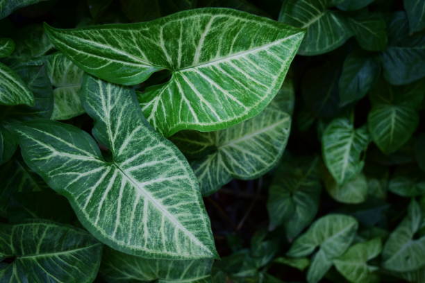 istock Green Leaves in a Garden 1059789620