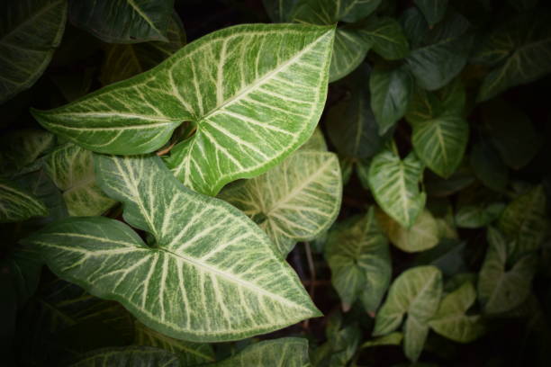 istock Green Leaves in a Garden 1059789642