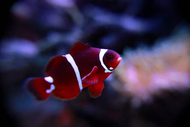 Sea Anemone Hosting Clown Fish