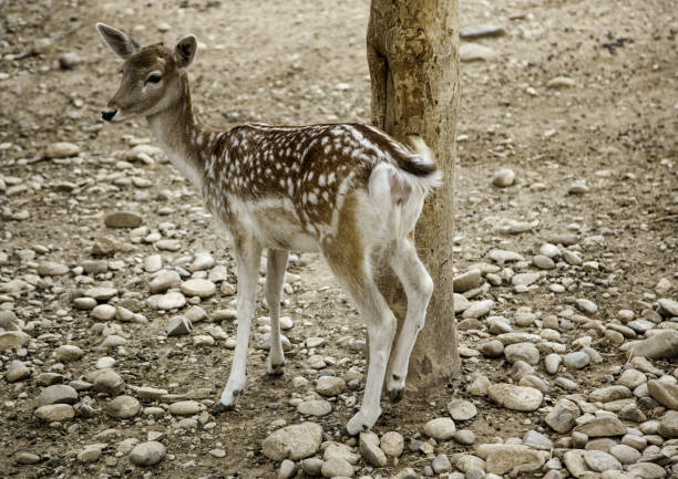 istock Wild deer in a farm 1059793944