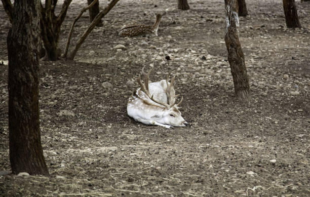 istock Wild deer in a farm 1059793948