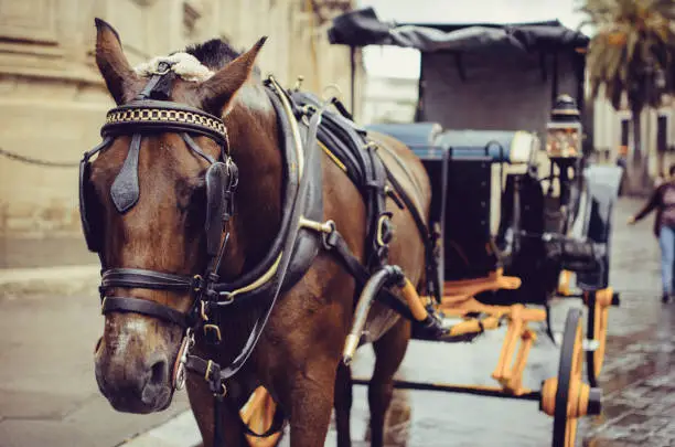 Photo of Horse pulling carriage in Sevilla