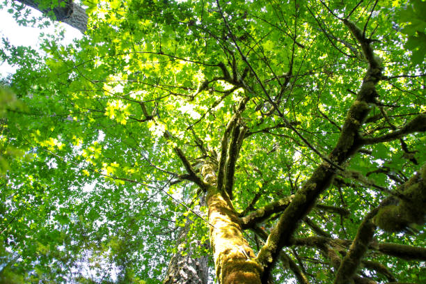 istock Look Up in an Old Growth Forest 1059801572