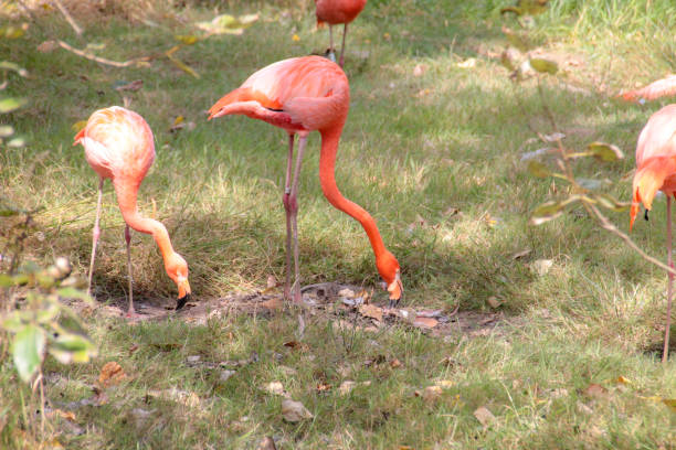 istock Bright Pink Flamingos on Grass 1059805362