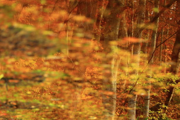 istock A swamp of autumn leaves 1059829012