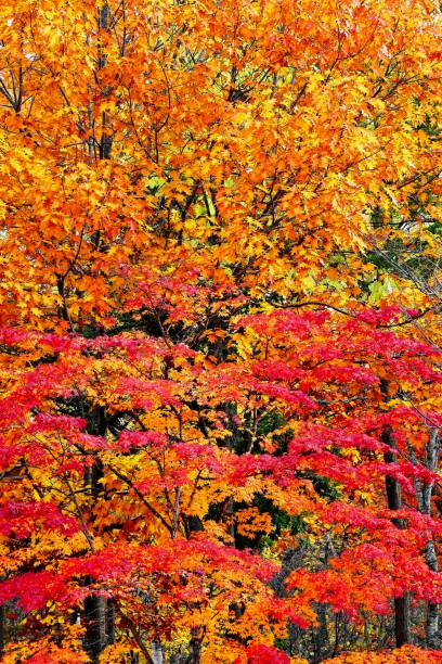 istock Autumn leaves and yellow leaves 1059830218