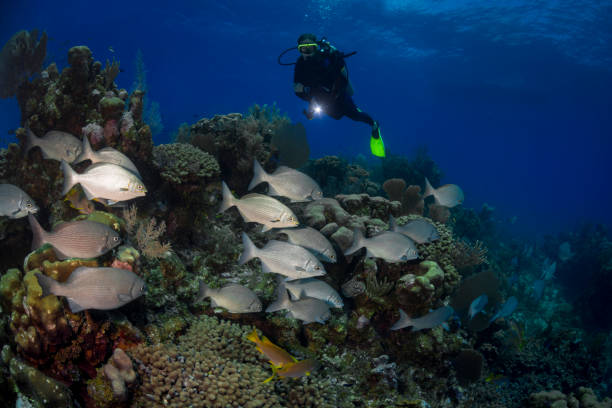 istock Caribbean marine life and female diver 1059832194