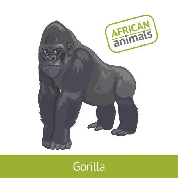 Vector illustration of gorilla male