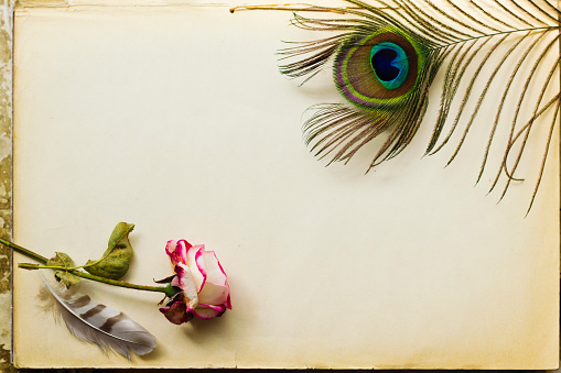 Vintage background with peacock feathers and dead rose