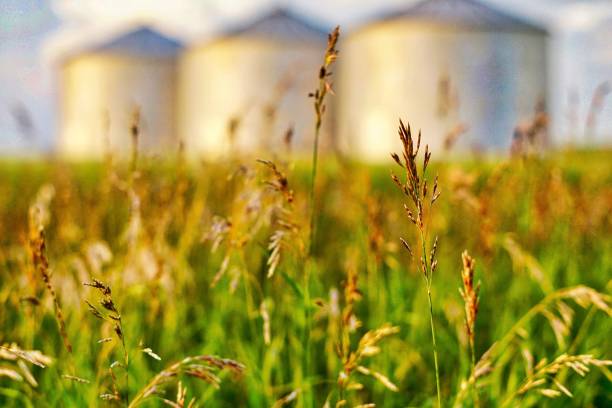 close up of grain stalks