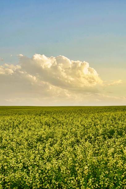 istock vertical shot of canola field 1059837304
