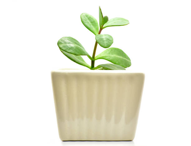 istock cactus plant pot isolate on white background for decoration and interia design 1059840418