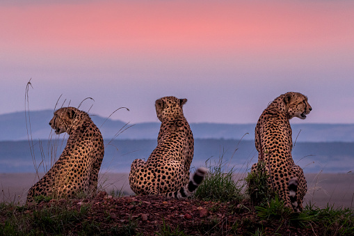 This image of Cheetah is taken at Masai Mara in Kenya.