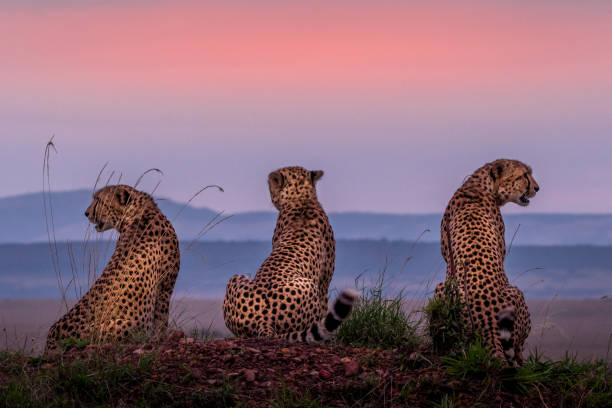 Cheetah Brothers !! This image of Cheetah is taken at Masai Mara in Kenya. masai mara national reserve stock pictures, royalty-free photos & images