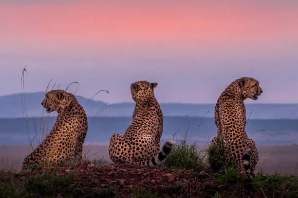 Photo of Cheetah Brothers !!