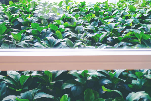 istock Plants Growing In Yard Seen Through Window 1059841848