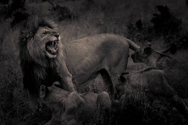 istock Call Of The Wild! 1059841852