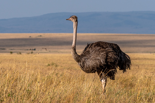 Headshot of a Nandu, also called Rhea Americana, Common Rhea or simply Rhea which is, like the ostrich, a ratite bird.