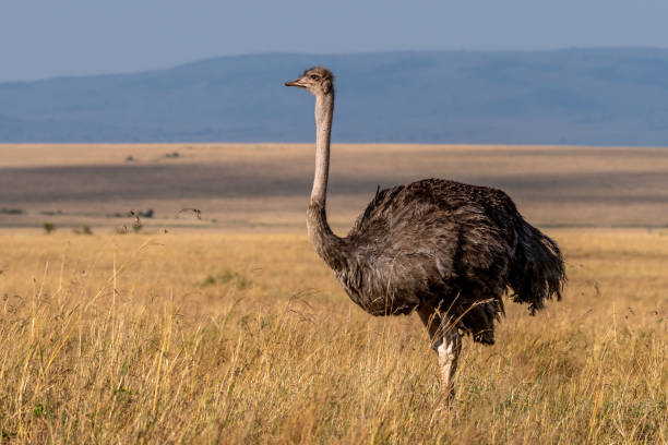 Walking in the wild! This image of Ostrich is taken at Masai Mara in Kenya. ostrich feather stock pictures, royalty-free photos & images