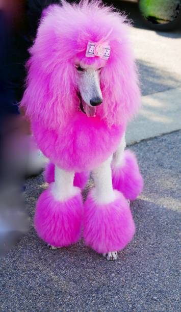 istock Halloween Poodles 1059848750