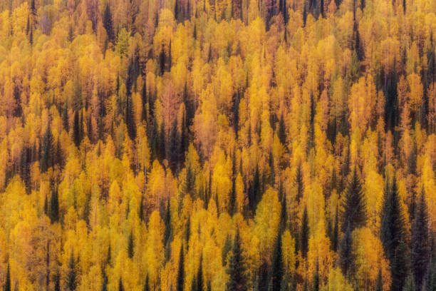 istock Vivid colors of autumn birch forest 1059862712