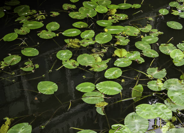 istock Water lilies in the water 1059867338