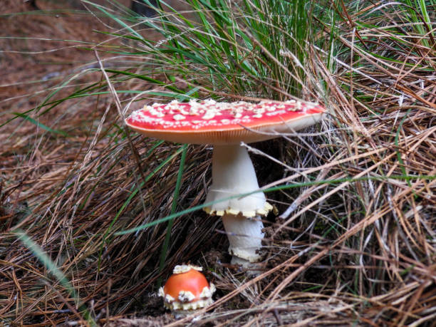 cogumelo ヴェルメーリョ ・ デ ・ ピンタス brancas - fungus nature orange agaric toxic substance ストックフォトと画像