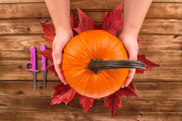 Pumpkin in female hands on wooden table.