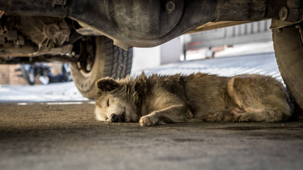 istock Dirty dog sleeping under the car 1059885600