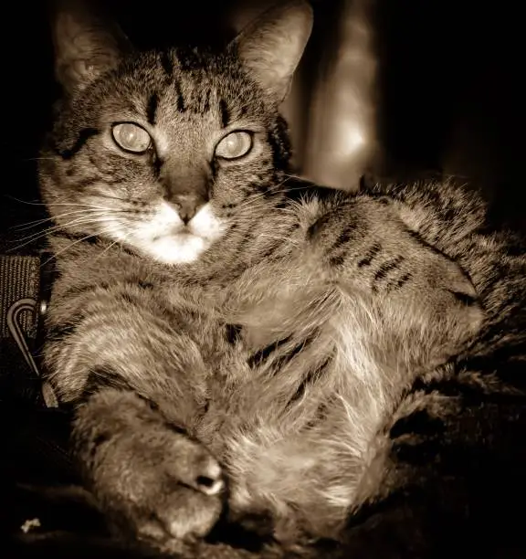 Manecoon, tabby cat showing his best glamour look for his photo op.