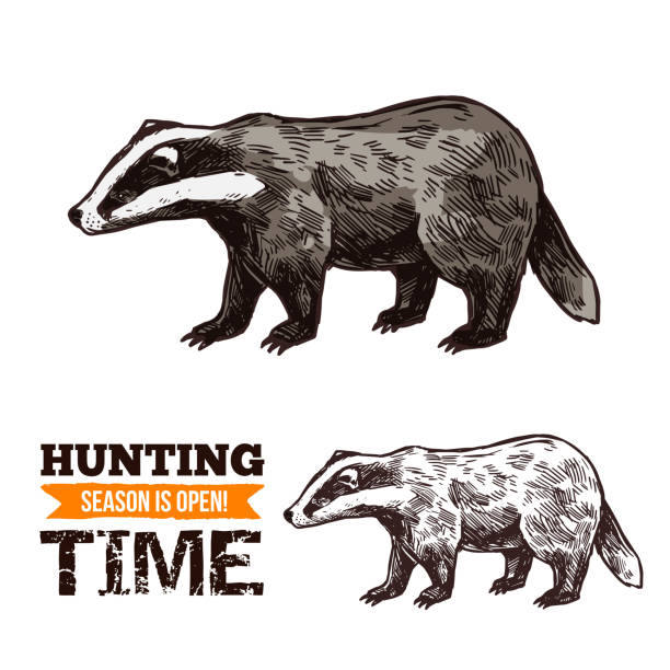 stockillustraties, clipart, cartoons en iconen met vector schets van badger wild dier - das