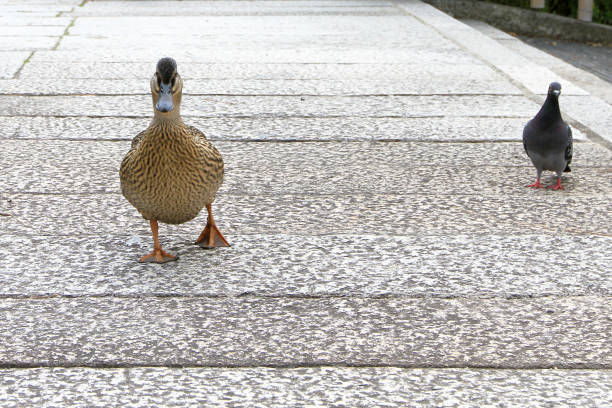 Beautiful brown duck walking in a park