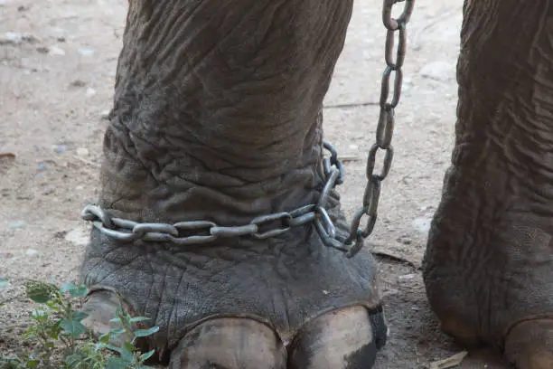 Photo of foot of elephant chained, stop animal cruelty