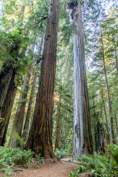 istock Redwood National Park path 1059892024